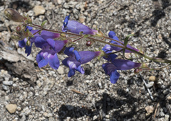Penstemon neotericus
