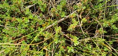 Pimelea prostrata