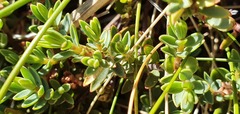 Pimelea prostrata
