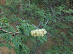 Vachellia horrida