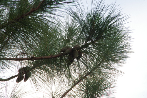 Caribbean pine (Pinus caribaea)