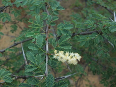 Vachellia horrida