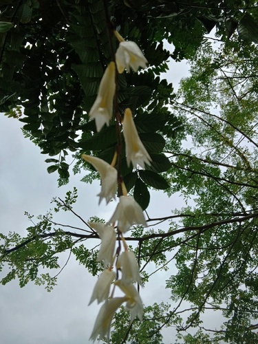 Dove flower
