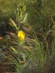 Crotalaria mysorensis