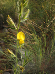 Crotalaria mysorensis
