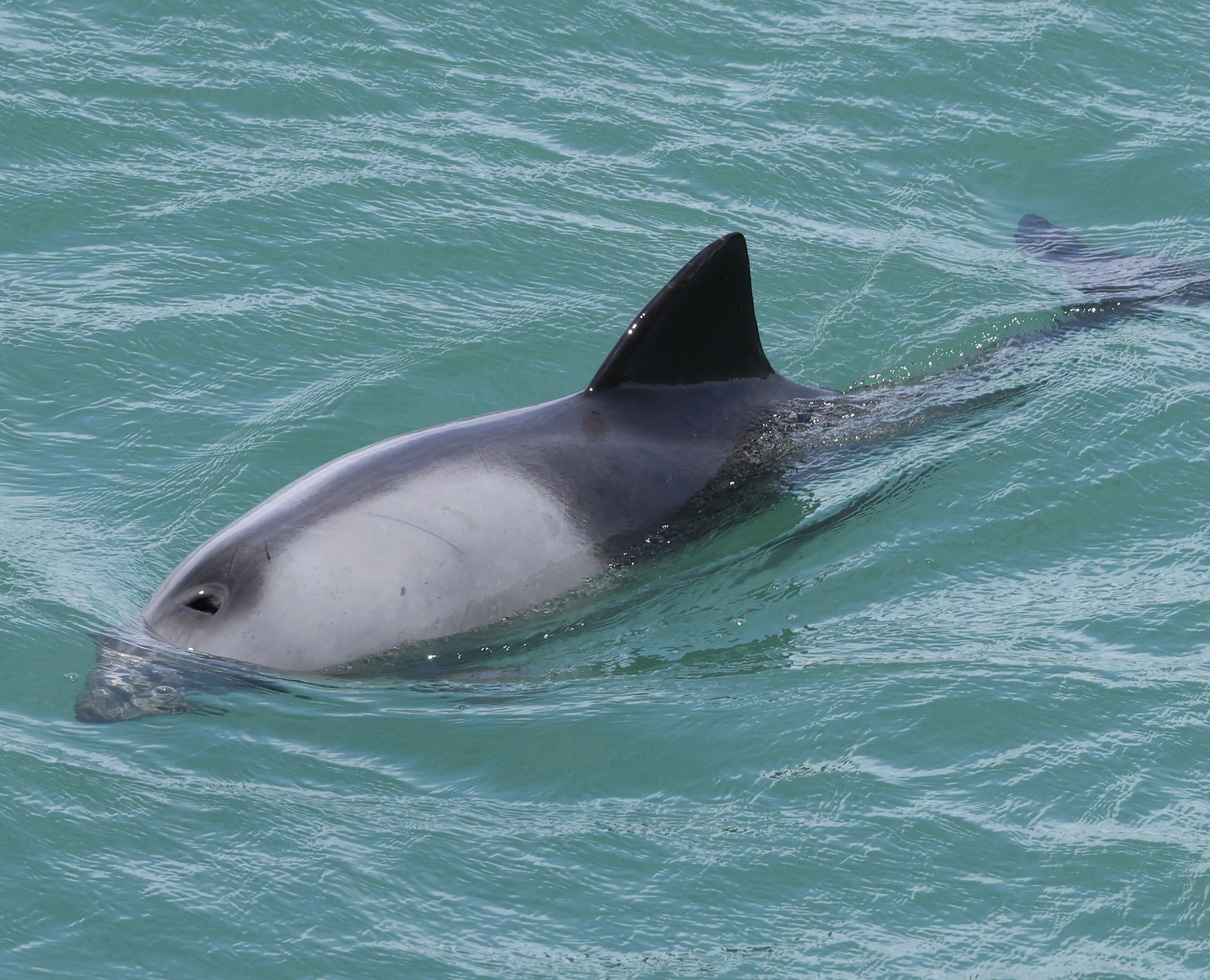 Cephalorhynchus heavisidii