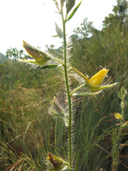 Crotalaria mysorensis