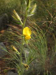 Crotalaria mysorensis