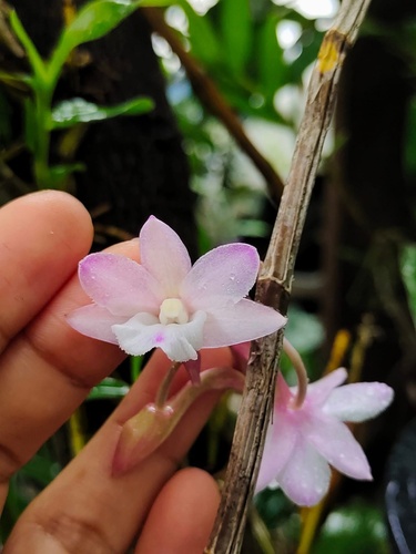 Dendrobium cumulatum