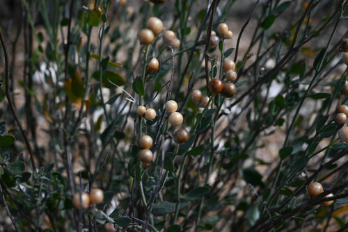 rough menodora (Menodora scabra)