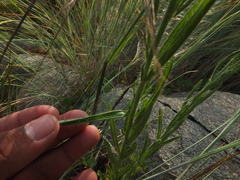 Crotalaria mysorensis