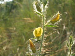 Crotalaria mysorensis