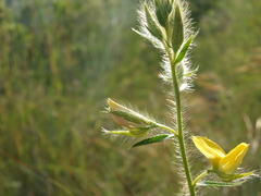 Crotalaria mysorensis