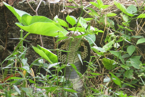 Indian Cobra