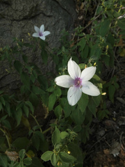 Barleria tomentosa