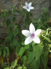 Barleria tomentosa