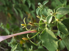 Barleria tomentosa