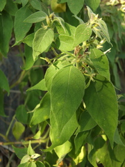 Barleria tomentosa