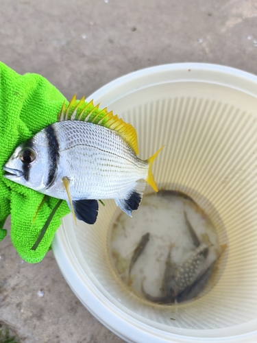 Doublebar seabream (Acanthopagrus bifasciatus) — Sparidae — 3