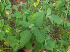 Barleria tomentosa
