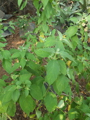 Barleria tomentosa