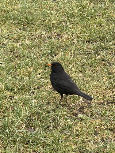 Amsel