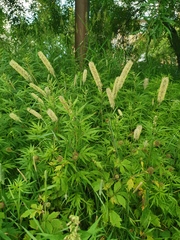 Phleum pratense