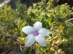 Barleria tomentosa