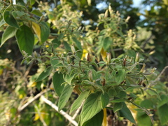 Barleria tomentosa
