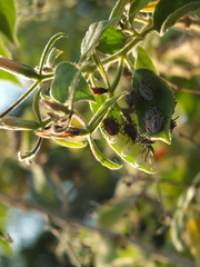 Barleria tomentosa