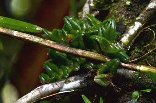 Epidendrum schlechterianum, photograph 3
