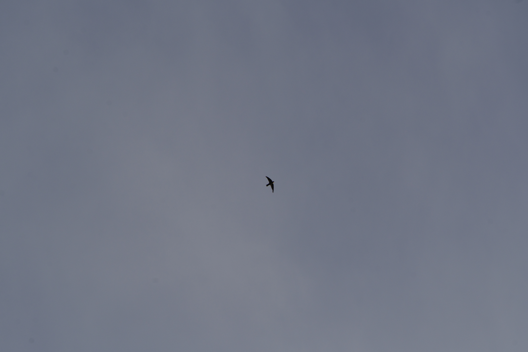 Polynesian Swiftlet (Aerodramus leucophaeus), photo 2