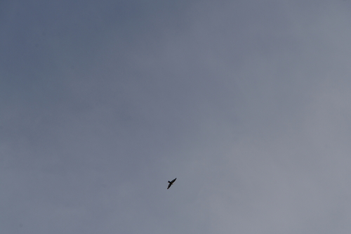 Polynesian Swiftlet (Aerodramus leucophaeus)