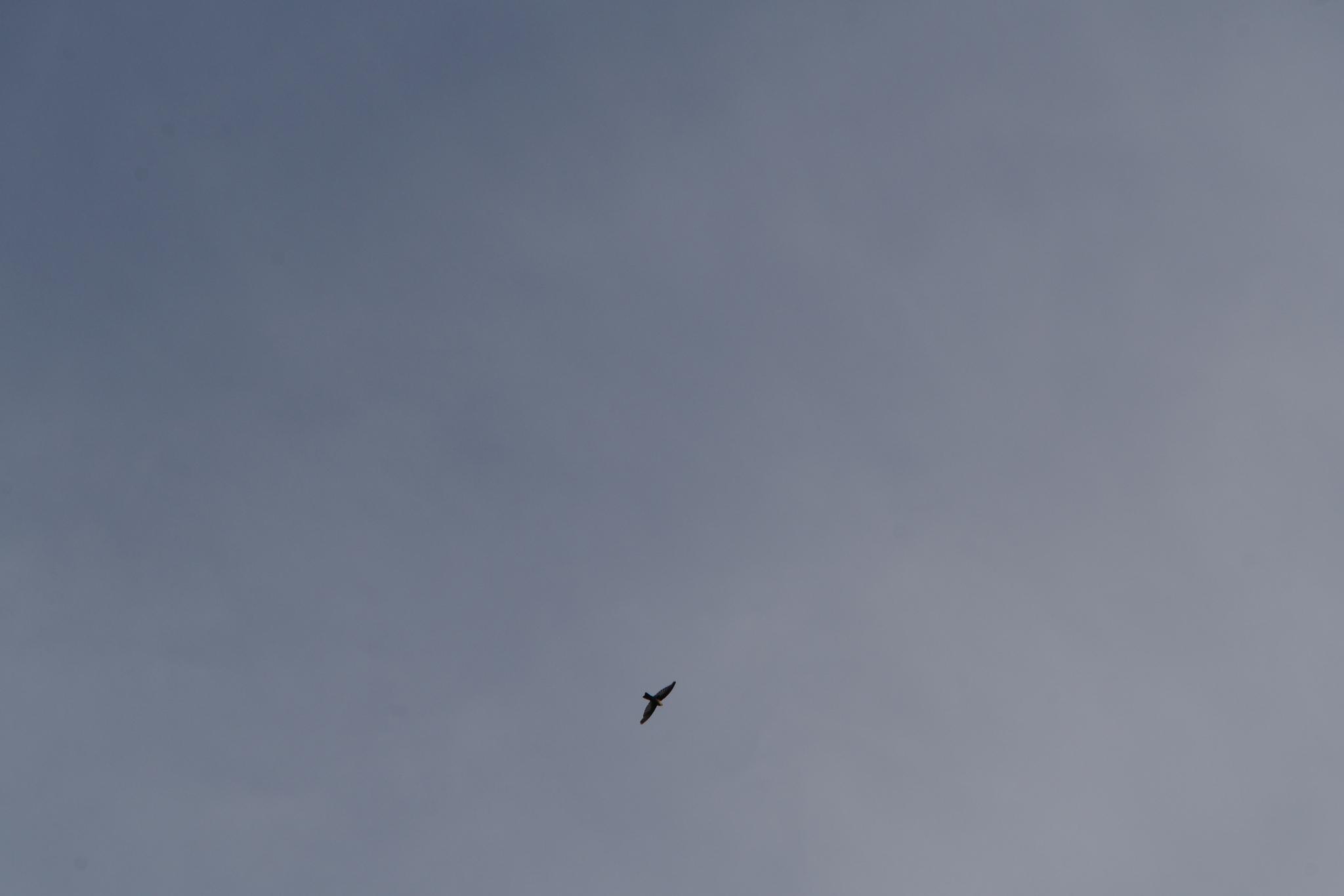 Polynesian Swiftlet (Aerodramus leucophaeus), photo 1