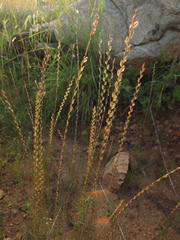 Barleria tomentosa