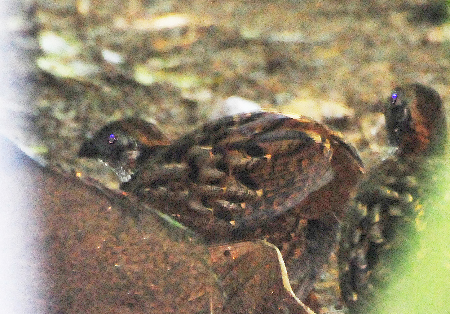Venezuelan Wood-Quail illustration