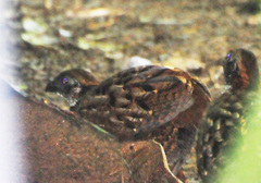 Venezuelan Wood-Quail photo 1