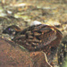 Venezuelan Wood-Quail - Photo (c) Jerry Oldenettel, some rights reserved (CC BY-NC-SA)