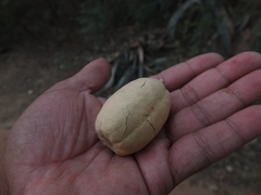 Balanites roxburghii