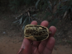 Balanites roxburghii