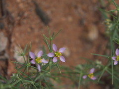 Zygophyllum indicum