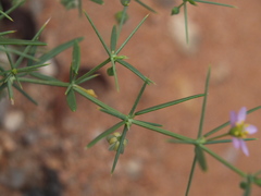 Zygophyllum indicum