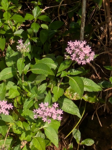 Egyptian Star-cluster (Pentas lanceolata)