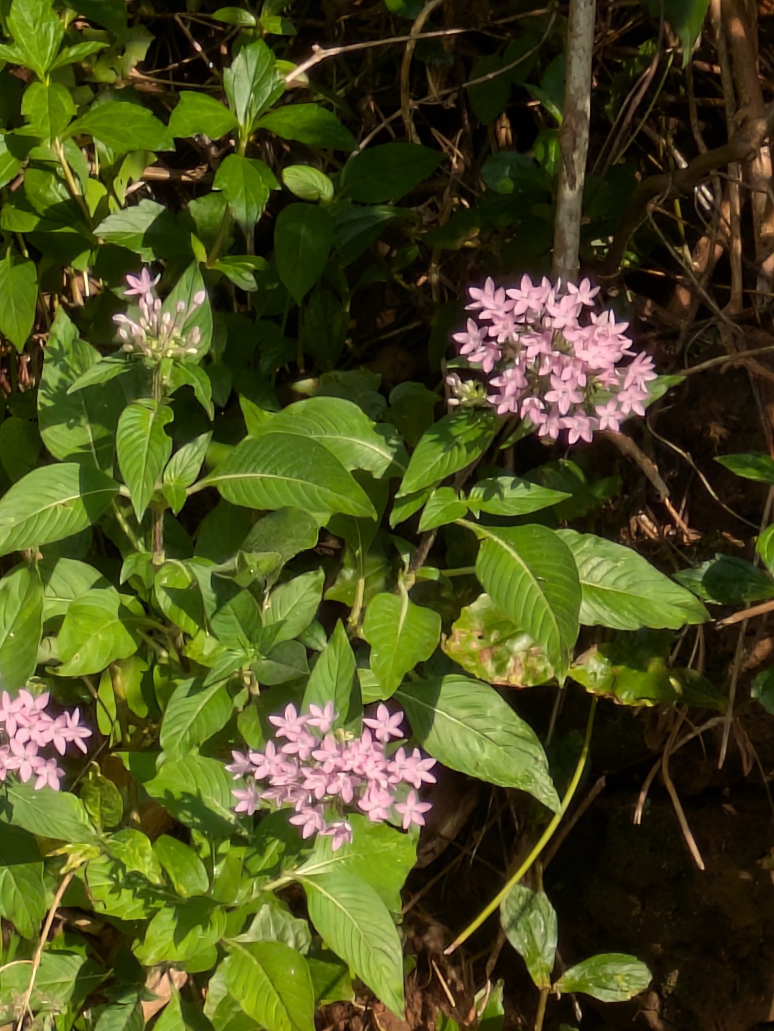 Egyptian Star-Cluster (Pentas lanceolata)