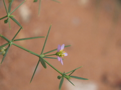 Zygophyllum indicum