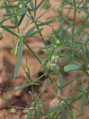 Zygophyllum indicum