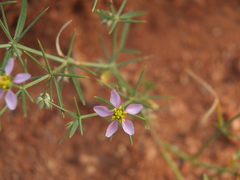 Zygophyllum indicum