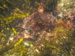 Macroctopus maorum