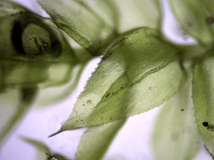 Eurhynchiastrum pulchellum