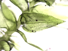 Eurhynchiastrum pulchellum